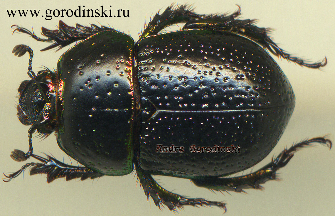 http://www.gorodinski.ru/geotrupes/Odontotrypes zhongdianensis.jpg